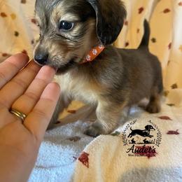 Kellogg - Cream male Dachshund puppy in East Dover, Vermont from Audet’s Mini Dachshunds