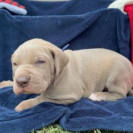 Biscuit - Silver male Great Dane puppy in Temple, Texas from Splashed To Perfection Farms