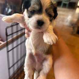 Hulk - Black and white Havanese puppy in Comfort, Texas from HillCountry Havanese