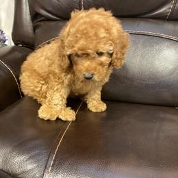 Poodle Puppies from Alstartoypoodle