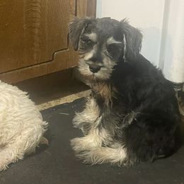 Josie - Miniature Schnauzer