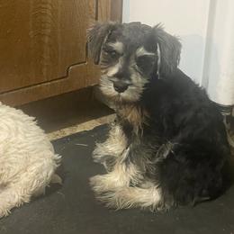 Josie - Miniature Schnauzer