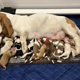 Cadbury - Black white and brown male Basset Hound puppy in Kingsport, Tennessee from Bear’s Bassets