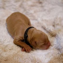 Manchego - Golden male Golden Retriever puppy in Dayton, Minnesota from Akoya Kennels