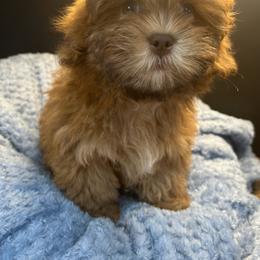 Coffee - Brown male Shihpoo puppy in Howard City, Michigan from Petite Joie Puppies