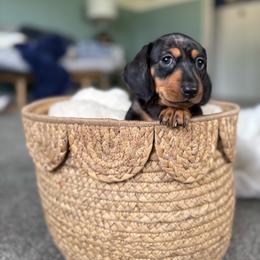 Max - Dapple male Dachshund puppy in Toledo, Illinois from Mountjoy Dachshunds