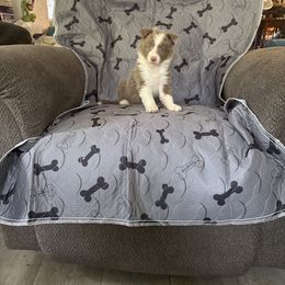 Maple - Lilac female Border Collie puppy in Defuniak Springs, Florida from Blue Cypress Stock dogs