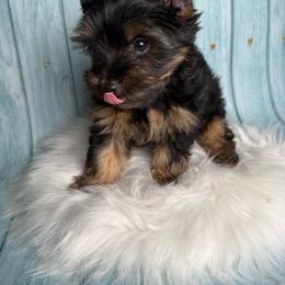 Zane - Black and tan male Yorkshire Terrier puppy in Tulsa, Oklahoma from Conns Cuddly Canines