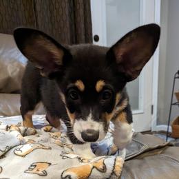 Girl 1 - Pembroke Welsh Corgi puppy in Virginia Beach, Virginia from Virginia Beach Corgis
