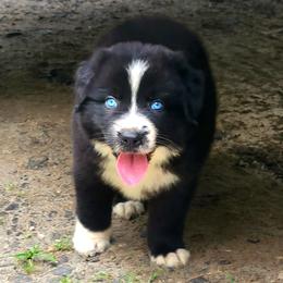 Rhysand/Rhys - Australian Shepherd