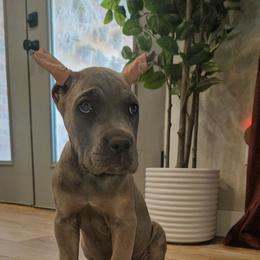 Green collar - Gray and fawn female Cane Corso puppy in Fritch, Texas from Carrie Brown's Cane Corsos