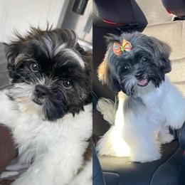 Shih Tzu and Yorkshire Terrier All Grown Up from YorkShih Pup & Co