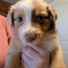 Girl 1 - Red merle female Australian Shepherd puppy in Cherry Grove, Oregon from TLC Dream and Pureland Australian Shepherds