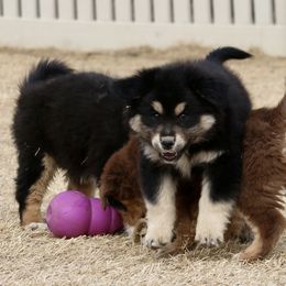 Australian Shepherd, Miniature American Shepherd, Miniature Australian Shepherd, and Toy Australian Shepherd Puppies from Painted Blue Aussies