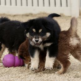 Australian Shepherd, Miniature American Shepherd, Miniature Australian Shepherd, and Toy Australian Shepherd Puppies from Painted Blue Aussies