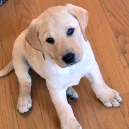 Labrador Retriever Puppies from Duck River Labradors