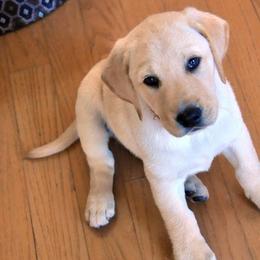 Labrador Retriever Puppies from Duck River Labradors