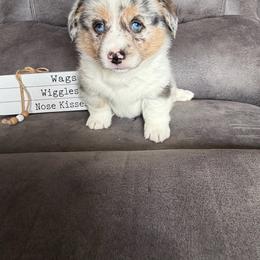 Max - Blue merle and white male American Corgi puppy in Stuart, Iowa from Johnson Family Paws
