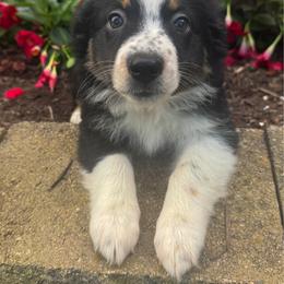 Cleo - Black & white female Australian Shepherd puppy in Jonesborough, Tennessee from 5AFarms