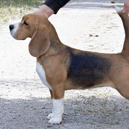 Beagles from Maple Ridge Beagles