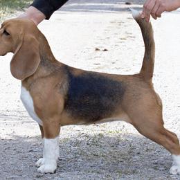 Beagles from Maple Ridge Beagles