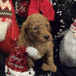 Labradoodle Puppies from PH&K