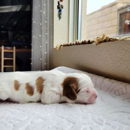 Lula - Blenheim female Cavalier King Charles Spaniel puppy in Menifee, California from Southern California Cavaliers
