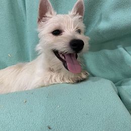 Chesapeake Bay Retriever and West Highland White Terrier Puppies from BlueBelle's Canine Companions
