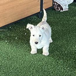 Scottish Terrier Puppies from Miranda Maynard