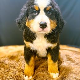 Cherry - Black rust and white female Bernese Mountain Dog puppy in Alabama from Dogwood Creek Bernese