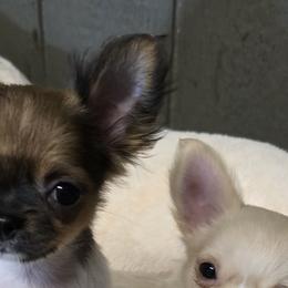 Chihuahuas from Golden Triangle Chihuahuas