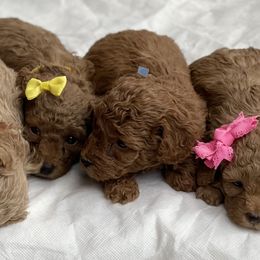 Poodles from Merrell Pups