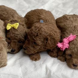 Poodles from Merrell Pups