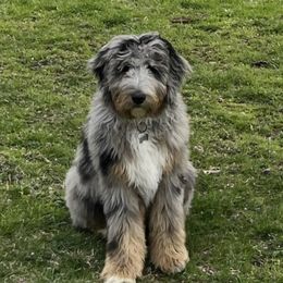 Bernedoodle Puppies from Backwoods Bernedoodles