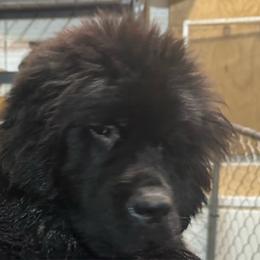 Darrel - Black male Newfoundland puppy in St Cloud, Minnesota from BurningEmbers