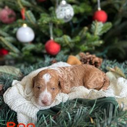Roo (Red Collar) - Red  female Goldendoodle puppy in Palmetto Bay, Florida from SOMIDOODLES