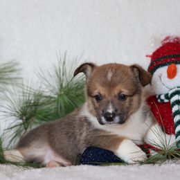 Archie - Sable male Pembroke Welsh Corgi puppy in Morgantown, Pennsylvania from Goldstar Puppies (License Number 18519)