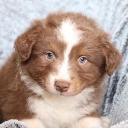 Bowser - Red tri-color male Australian Shepherd puppy in Squaw Valley, California from A&M Australian Shepherds