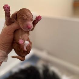 Boy black - Red male Bernedoodle puppy in Bend, Oregon from Bella Ridge Farms & Dapper Doodles