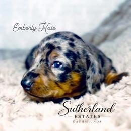 Emberly Kate - Dapple female Dachshund puppy in Sutherland, Virginia from Sutherland Estates Dachshunds