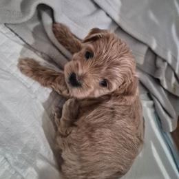 Polar - Brown male Maltipoo puppy in Corona, California from Poodle house CA