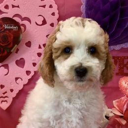 Poodles from Miss B's Perfect Poodles