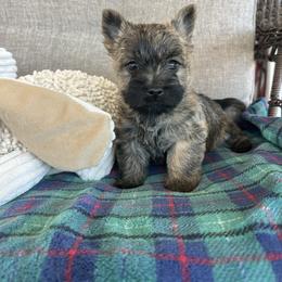 Creed, green collar - Red brindle male Cairn Terrier puppy in Pottersville, Missouri from Cairn Terriers of Heatherridge,LLC