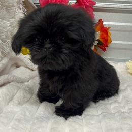 Princess. - Black female Shih Tzu puppy in Elgin, South Carolina from Silver Bells Paw Prints
