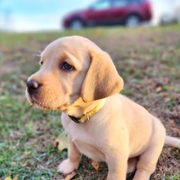 Sunflower - Yellow female Labrador Retriever puppy in Robesonia, Pennsylvania from Red Fox Mountain