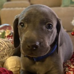 Weimaraners from Deltona Oasis