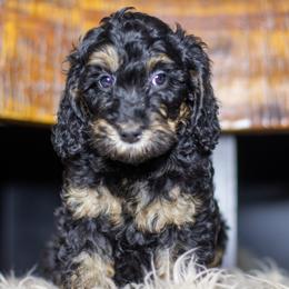 Bandit - Phantom male Bernedoodle puppy in Tyner, Kentucky from Good Dog Doodles