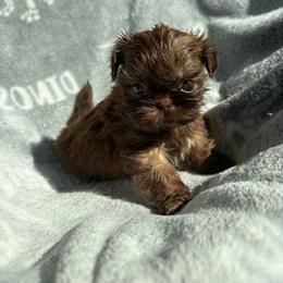Lincoln - Chocolate and tan male Shih Tzu puppy in Las Vegas, Nevada from Vegas Shih Tzus