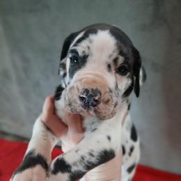 King - Harlequin male Great Dane puppy in Marshall, Michigan from Dream K9