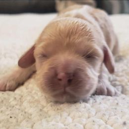 Buff female - Buff female Cockapoo puppy in Howell, Michigan from Robbin's Treasures